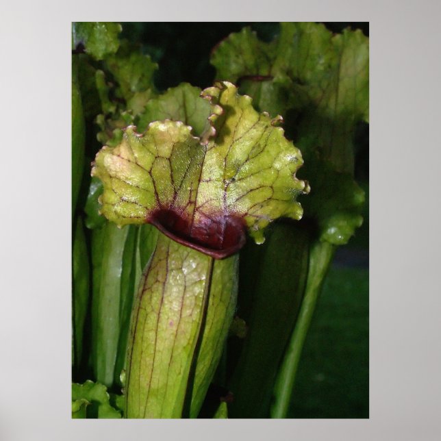 Jag är köttätande! poster (Framsidan)