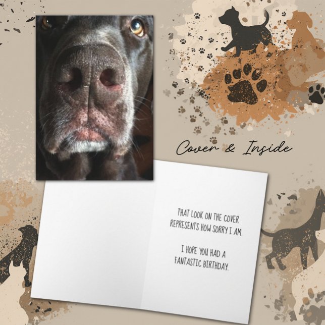 Jag är ledsen att Chocolate Lab Snout Belated Birt Kort (Chocolate Lab close-up snout photograph cover and inside template text greeting card)