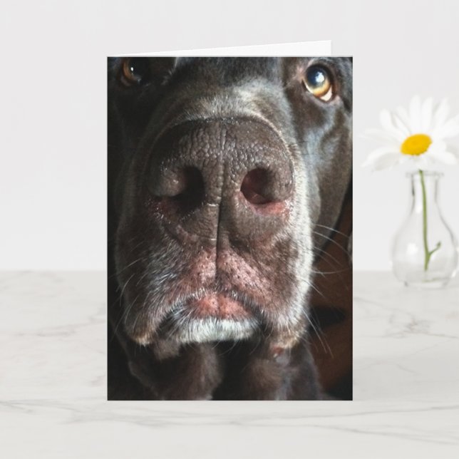 Jag är ledsen att Chocolate Lab Snout Belated Birt Kort (Liten växt)