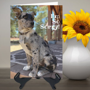 Jag är ledsen Brindle Nötkreatur Hund Försenad Föd Kort