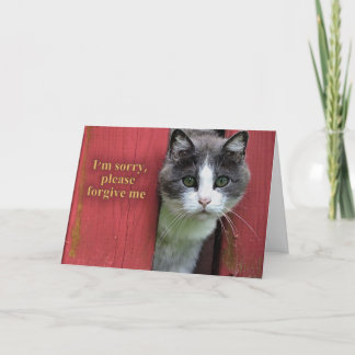 Jag är ledsen, med Cute Grått och vit katt Kort