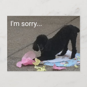 Jag är ledsen, Pudel Vykort