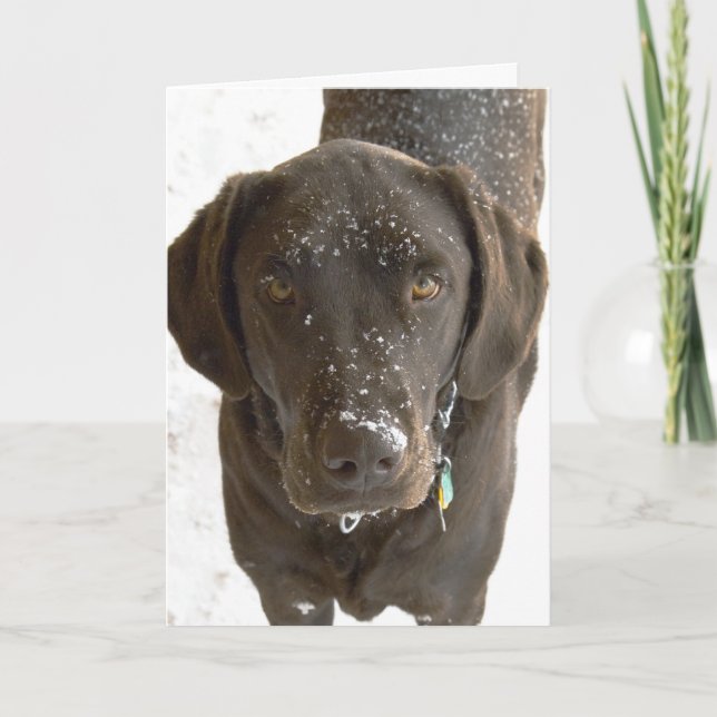 Jag är ledsen Snöströdd Choklad Lab Foto Kort (Framsida)