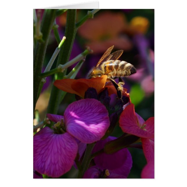 Jag är upptagen! hälsningskort (Framsidan)