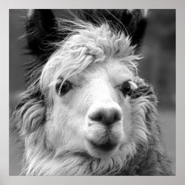 Jag är vacker poster