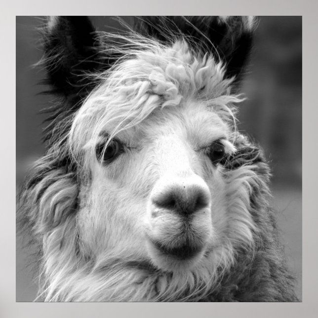 Jag är vacker poster (Framsidan)