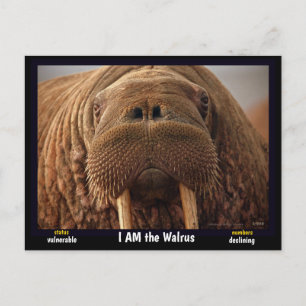 Jag är Walrus, ett utrotningshotat djur - Vykort