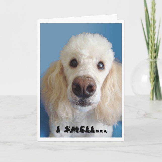 Jag blöder en gammal vit Pudel med stor näsa Kort (Framsida)