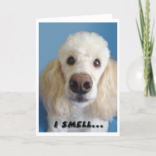 Jag blöder en gammal vit Pudel med stor näsa Kort