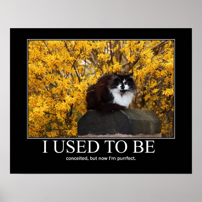 Jag brukade vara.. Cat Artwork Funny Poster (Framsidan)