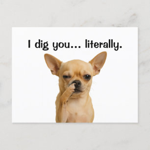 "Jag Gräver dig.. bokstavligt" Chihuahua Funny Helg Vykort