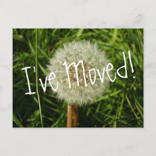 Jag har flyttat vykort med Dandelion fotografi