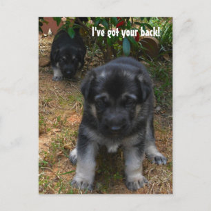 Jag har har ryggen! Tyskt vykort för shepherd Pupp