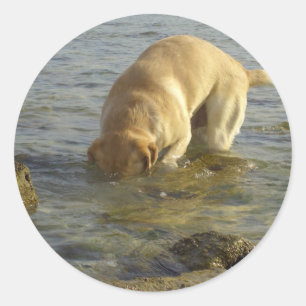 Jag hatar Måndagar - Labrador med huvudet under Runt Klistermärke