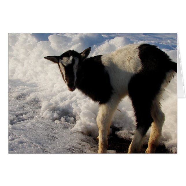 Jag hatar Winter. Hoppas att Vår kommer snart. Hälsningskort (Framsidan Horizontal)