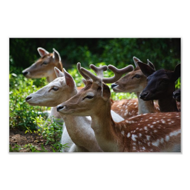 Jag hör foto (Framsidan)