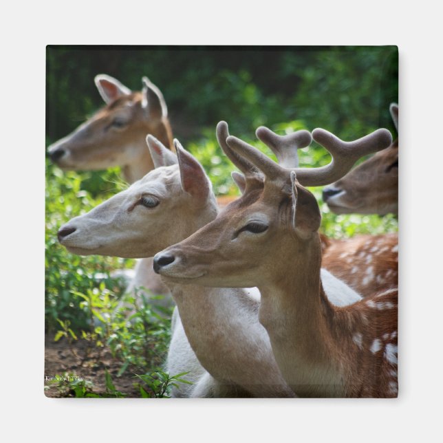 Jag hör Magnet (Framsidan)