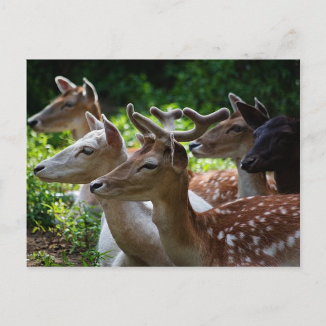 Jag hör vykort (Framsida)