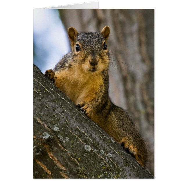 Jag kan vara intresserad hälsningskort (Framsidan)