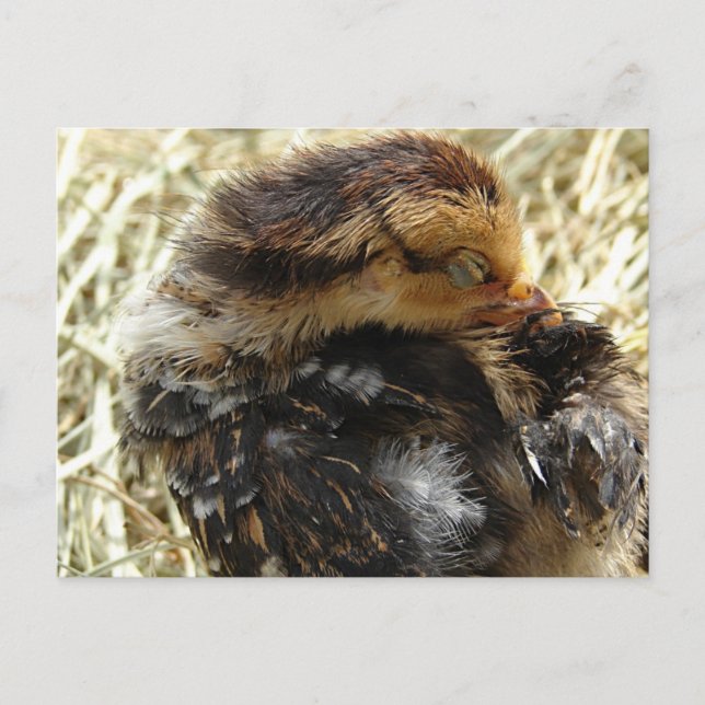 Jag Känner En Klåda Vykort (Framsida)