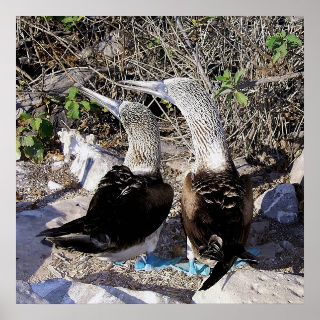 Jag Kärlek Boobies! Poster (Framsidan)