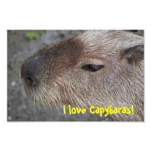 Jag kärlek Capybaras! Utvidgning av foto