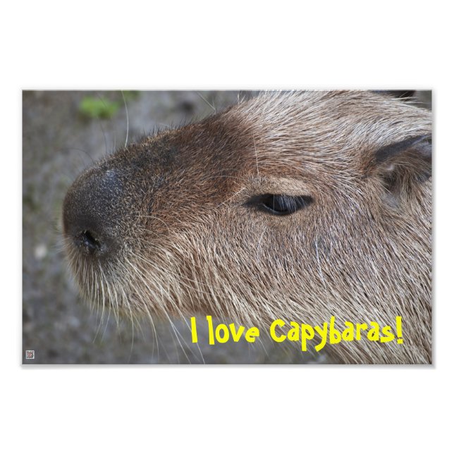 Jag kärlek Capybaras! Utvidgning av foto (Framsidan)