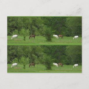 Jag Kärlek Horses! Bokmarkörer - Anpassa! Vykort