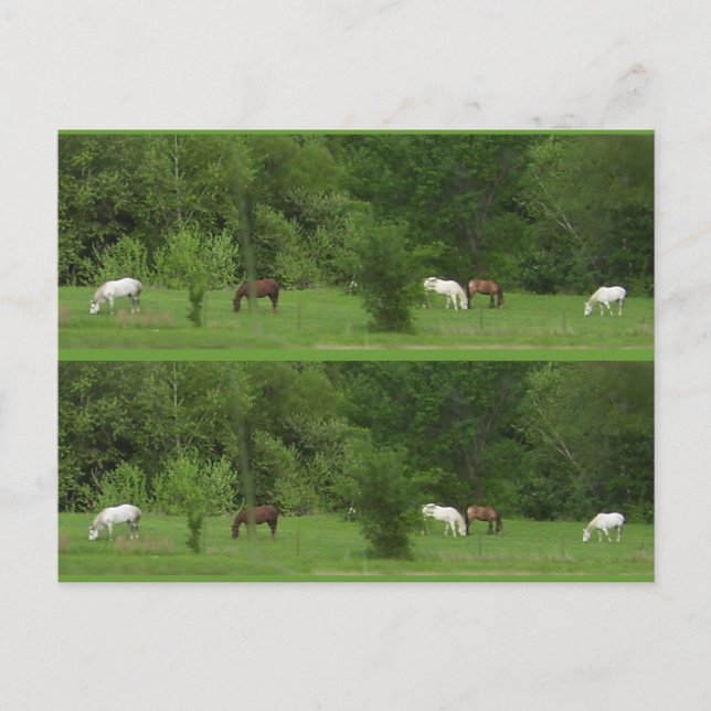 Jag Kärlek Horses! Bokmarkörer - Anpassa! Vykort (Framsida)
