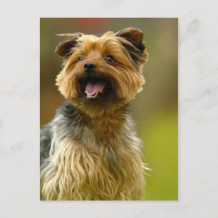 Jag kärlek Yorkies! Vykort