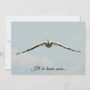 Jag kommer snart hem, Pelican Flies Kort