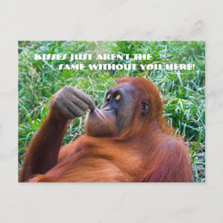 Jag missar dig Funny Orangutan Postcard Vykort