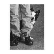 Jag och min skugga - Collie Hund