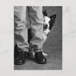 Jag och min skugga - Collie Hund Vykort