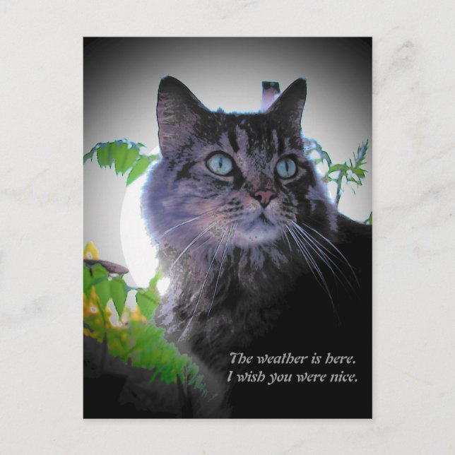 Jag önskar att du var snäll vykort (Framsida)