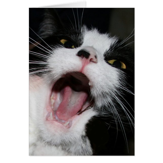 Jag pratar med dig! Crazy Cat Hälsningskort (Framsidan)
