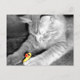 "Jag sa "Mata inte Cat" Rubber Anka vykort