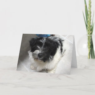 Jag saknar dig - Havanese Puppy Kort