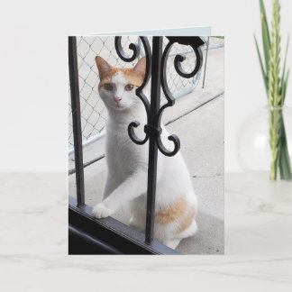 Jag saknar dig katt kort