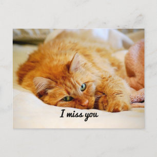 Jag saknar dig, Orange Maine Coon Cat Vykort