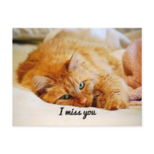 Jag saknar dig, Orange Maine Coon Cat