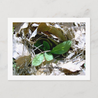 Jag saknar dig (Sydkorea) Vykort