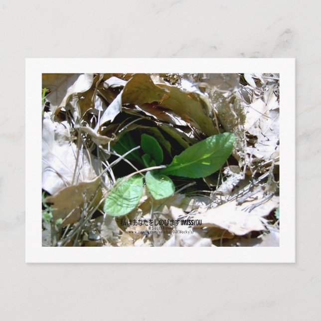 Jag saknar dig (Sydkorea) Vykort (Framsida)