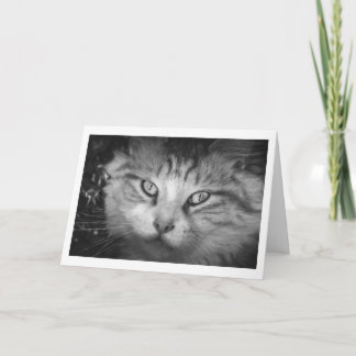 Jag saknar ditt gratulationskort - B&W Kattunge Kort