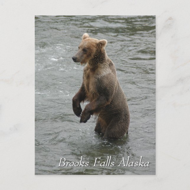 Jag ser dig, Brooks Falls Alaska Vykort (Framsida)