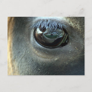 Jag ser dig, Jersey Cow öga Vykort