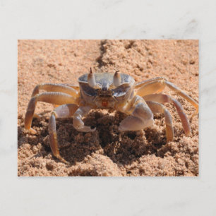 Jag ser dig - krabba på stranden nära vykort