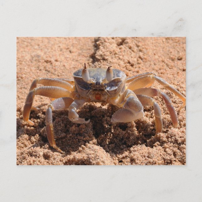 Jag ser dig - krabba på stranden nära vykort (Framsida)