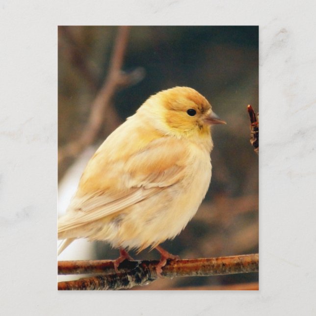 Jag ser vår vykort (Framsida)