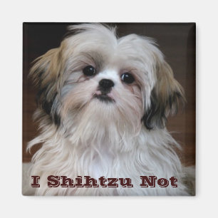 Jag Shihtzu Inte rolig shih tzu-kylmagnet Magnet